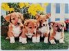 WELSH CORIG PUPS